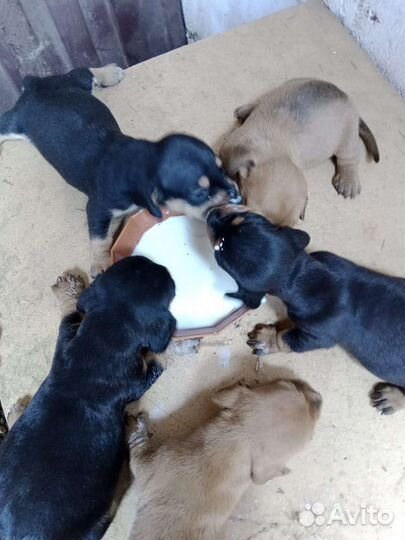 Щенки карликовой таксы