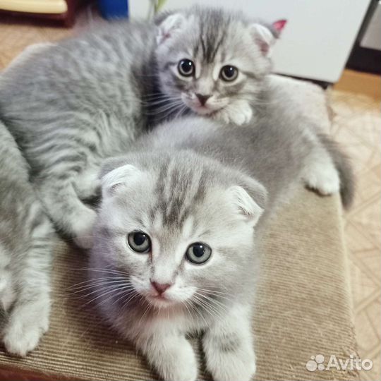 Шотландские котята