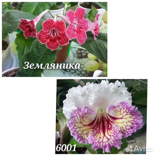 Стрептокарпусы