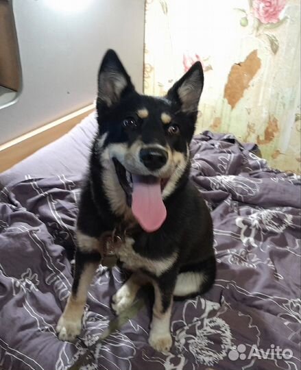 Ищем добрые руки