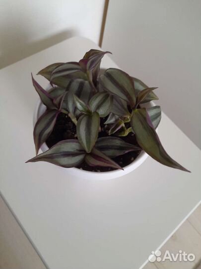 Традесканция зебрина