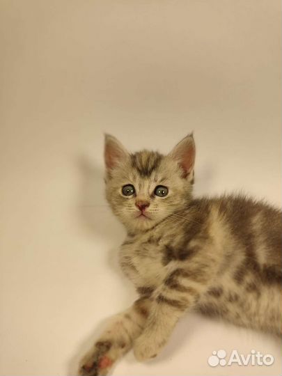 Котята Мейн-кун