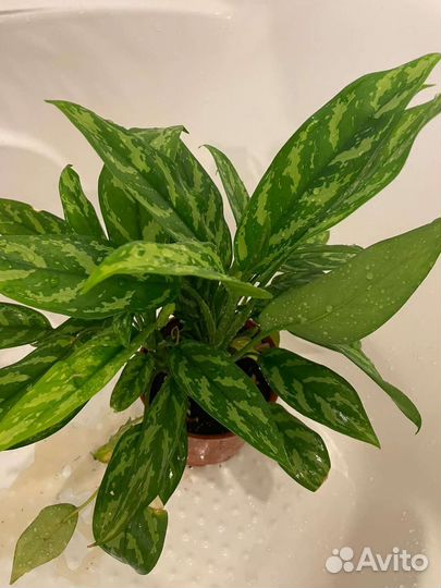 Комнатные цветы