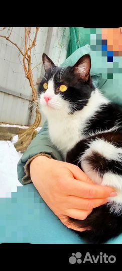 Котик в добрые ручки