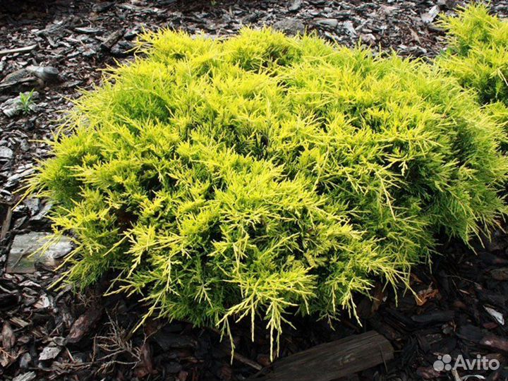 Саженцы Можжевельника в 2,5л горшках