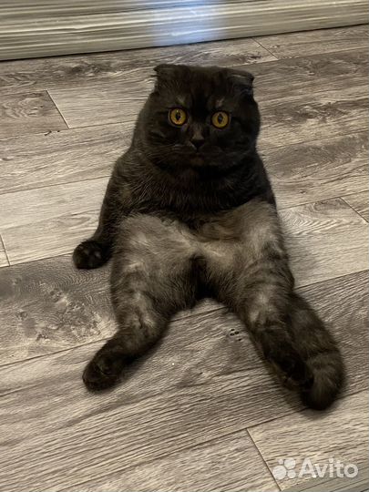 Шотландский вислоухий кот