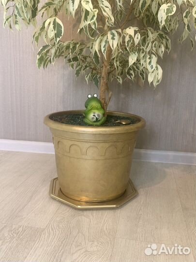 Бенджамина