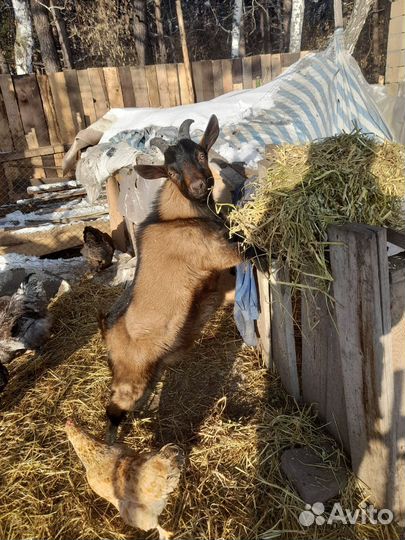 Козлик на племя