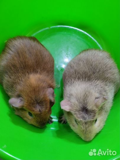 Свиненок на подарки вашим любимым