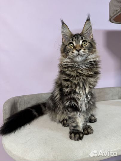 Мейн-кун девочка