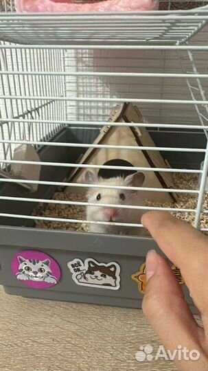 Сирийский хомяк бесплатно