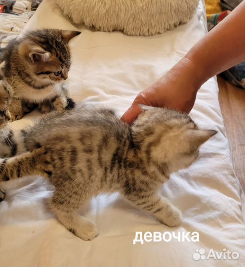 Шотландские котята