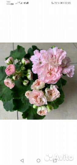 Сортовые пеларгонии