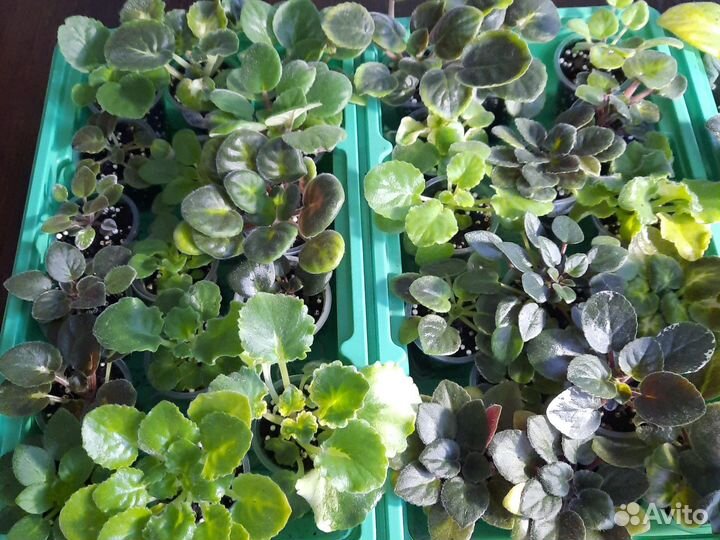 Фиалки детки и укоренные черенки