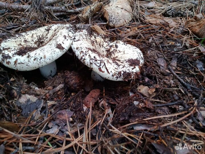 Груздь белый боровой