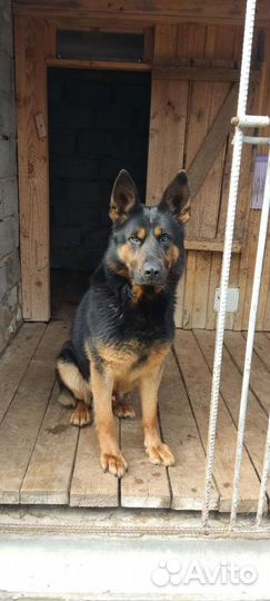 Щенки немецкой овчарки