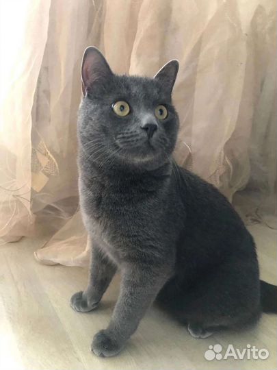 Тимофей британец ищет добрые руки