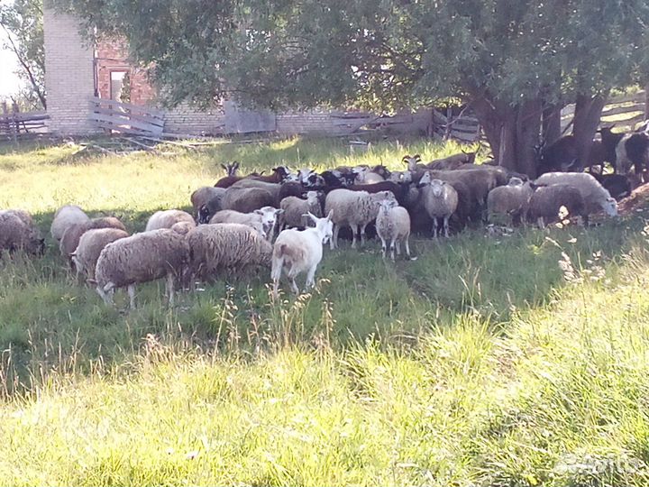 Продажа баранов и овец