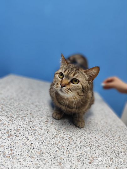 Кошка Бася только в самые ответственные руки