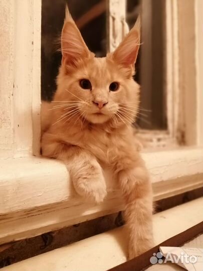 Котята мейн-кун