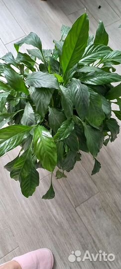 Спацифиллум (Женское счастье)