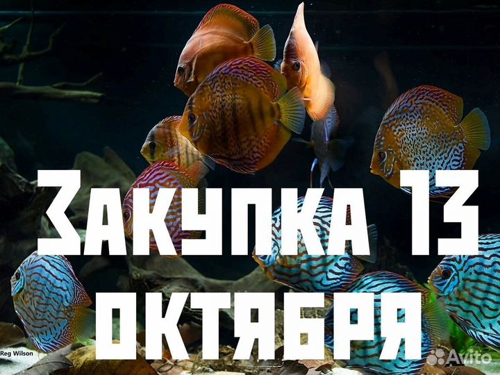 Аквариумные рыбки