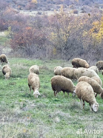 Барашки козы