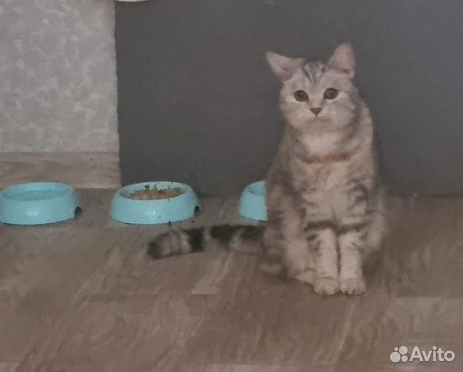 Одам бесплатно в добрые руки