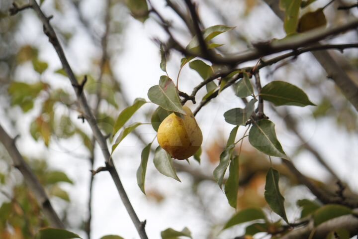 Участок 7 сот. (СНТ, ДНП)