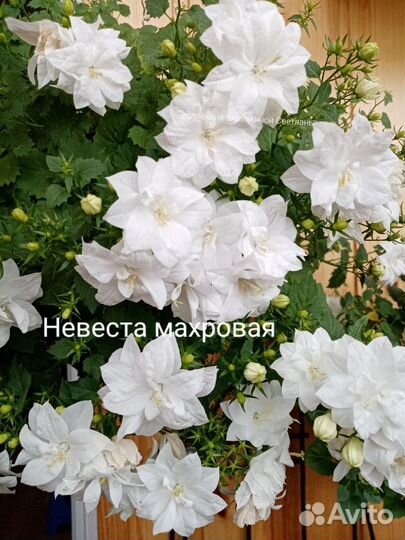 Кампанула