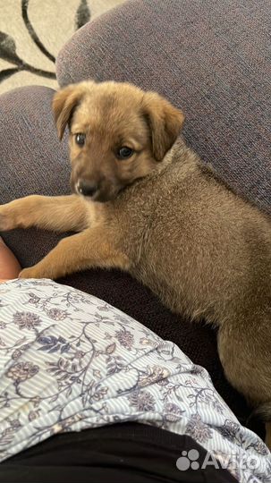 Щенок в добрые руки