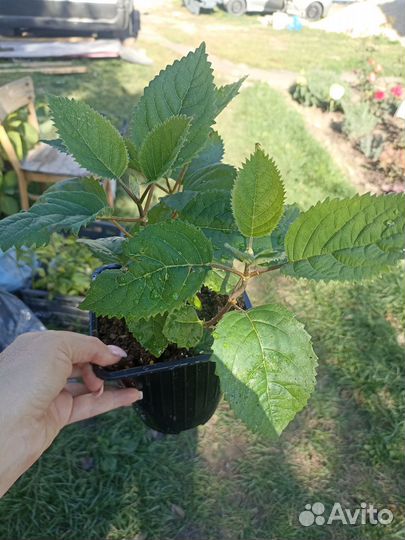 Гортензия древовидная Руби Анабель