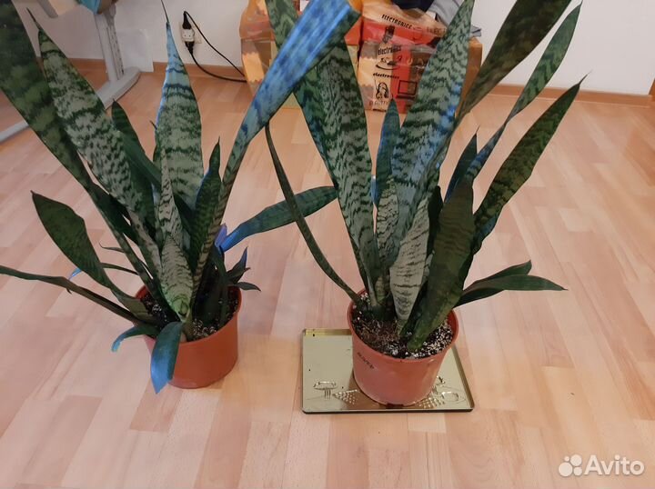 Сансевиерия,тещин язык