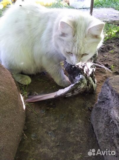Котята девочки 2 мес бесплатно