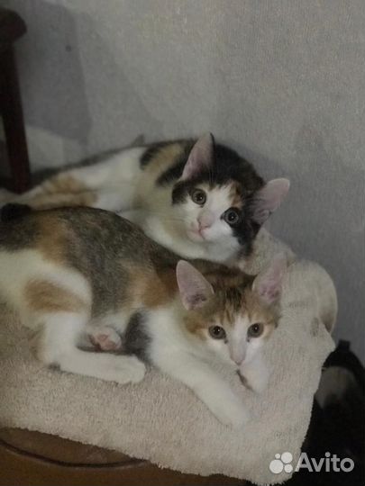 Кошки мышеловки