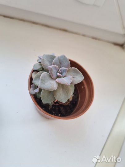 Эхеверия. Суккулент
