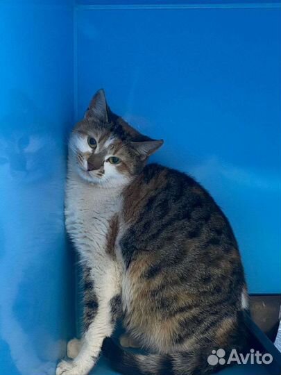 Несколько дней и кошку выпускают на улицу