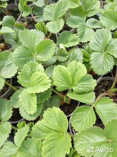 Клубника саженцы