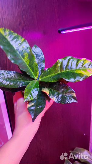 Кротон радуга