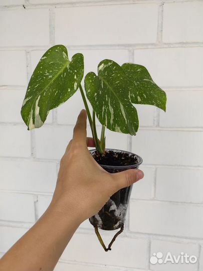 Монстера тайское созвездие