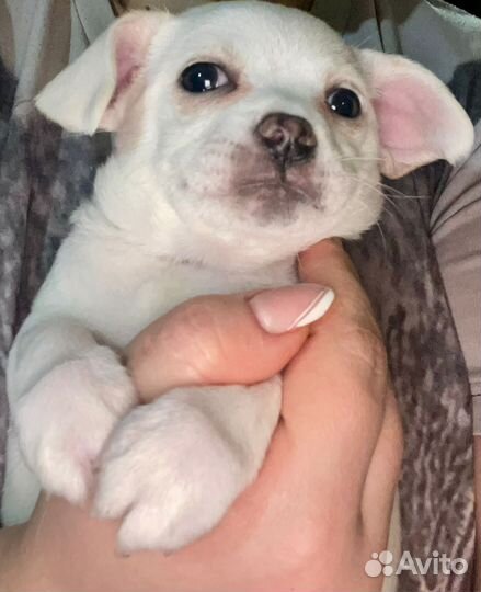 Щенки чихуахуа девочки