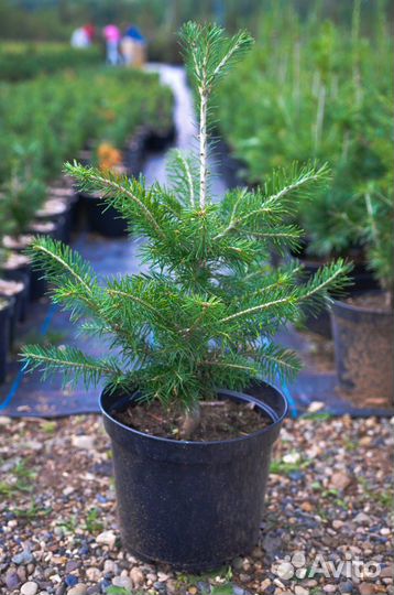 Пихта бальзамическая 20-30см
