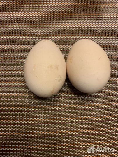 Инкубационное яйцо павлина