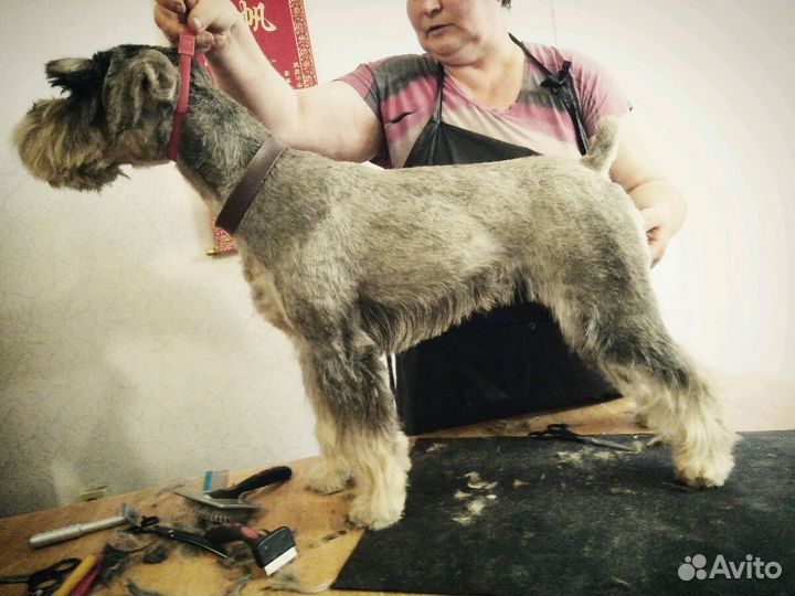 Зоосалон Дива-Дог