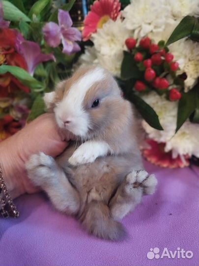 Карликовые мини кролики напрямую от заводчика