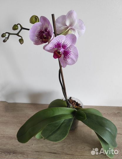 Монстера, денежное дерево, фаленопсис, драцена