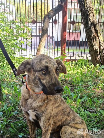 Самая лучшая девочка ищет семью