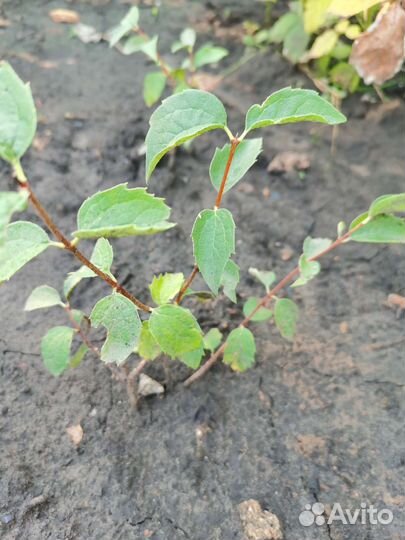 Вейгела, бульданеж форзиция