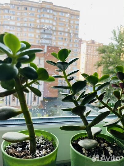 Толстянка, денежное дерево, алоэ