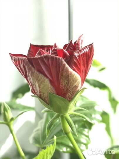 Роза / Гибискус / Цветы / Домашние цветы